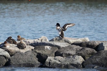 Greater Scaup 野島公園 Fri, 2/9/2024