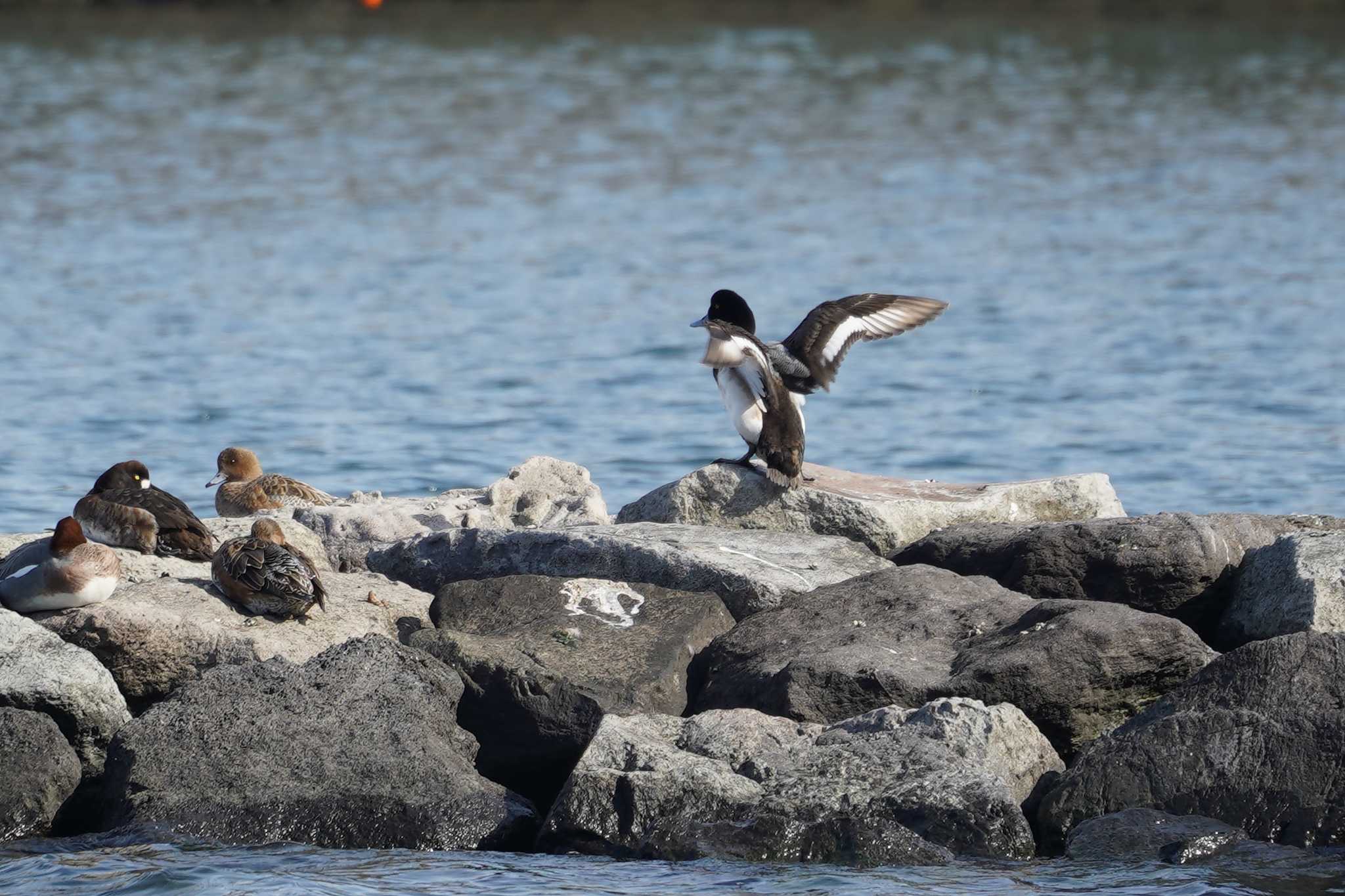 Photo of Greater Scaup at 野島公園 by sinbesax