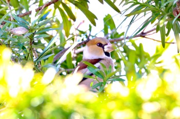 Hawfinch 笠松みなと公園 Fri, 2/9/2024