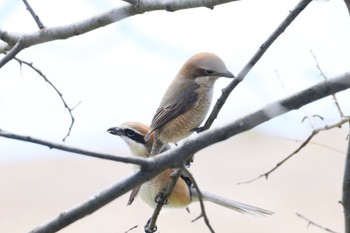 Bull-headed Shrike 笠松みなと公園 Fri, 2/9/2024