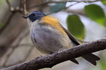 Red-flanked Bluetail 日本ラインうぬまの森 Fri, 2/9/2024