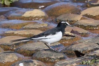 Japanese Wagtail 各務原市 Fri, 2/9/2024