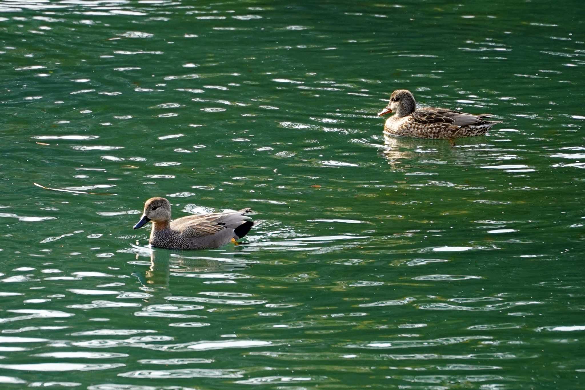 Photo of Gadwall at Nagahama Park by sinbesax