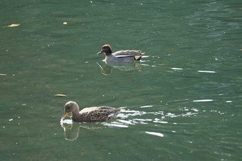 オカヨシガモ 長浜公園 2024年2月9日(金)