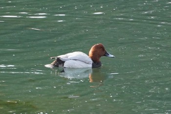 Common Pochard Nagahama Park Fri, 2/9/2024