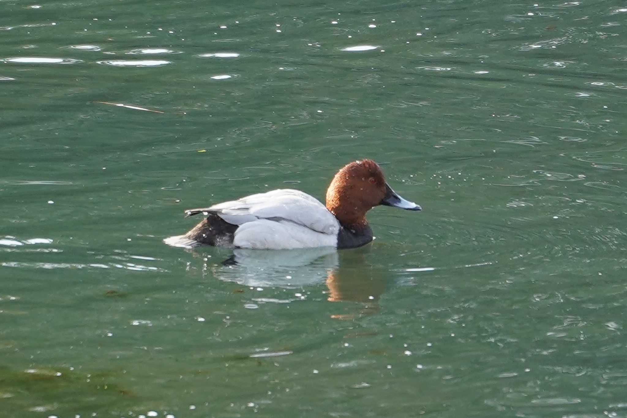 Photo of Common Pochard at Nagahama Park by sinbesax