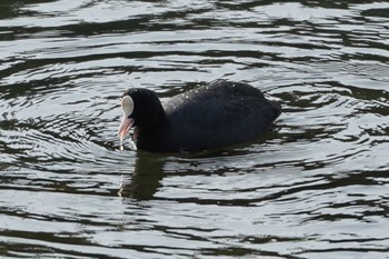 Eurasian Coot Nagahama Park Fri, 2/9/2024