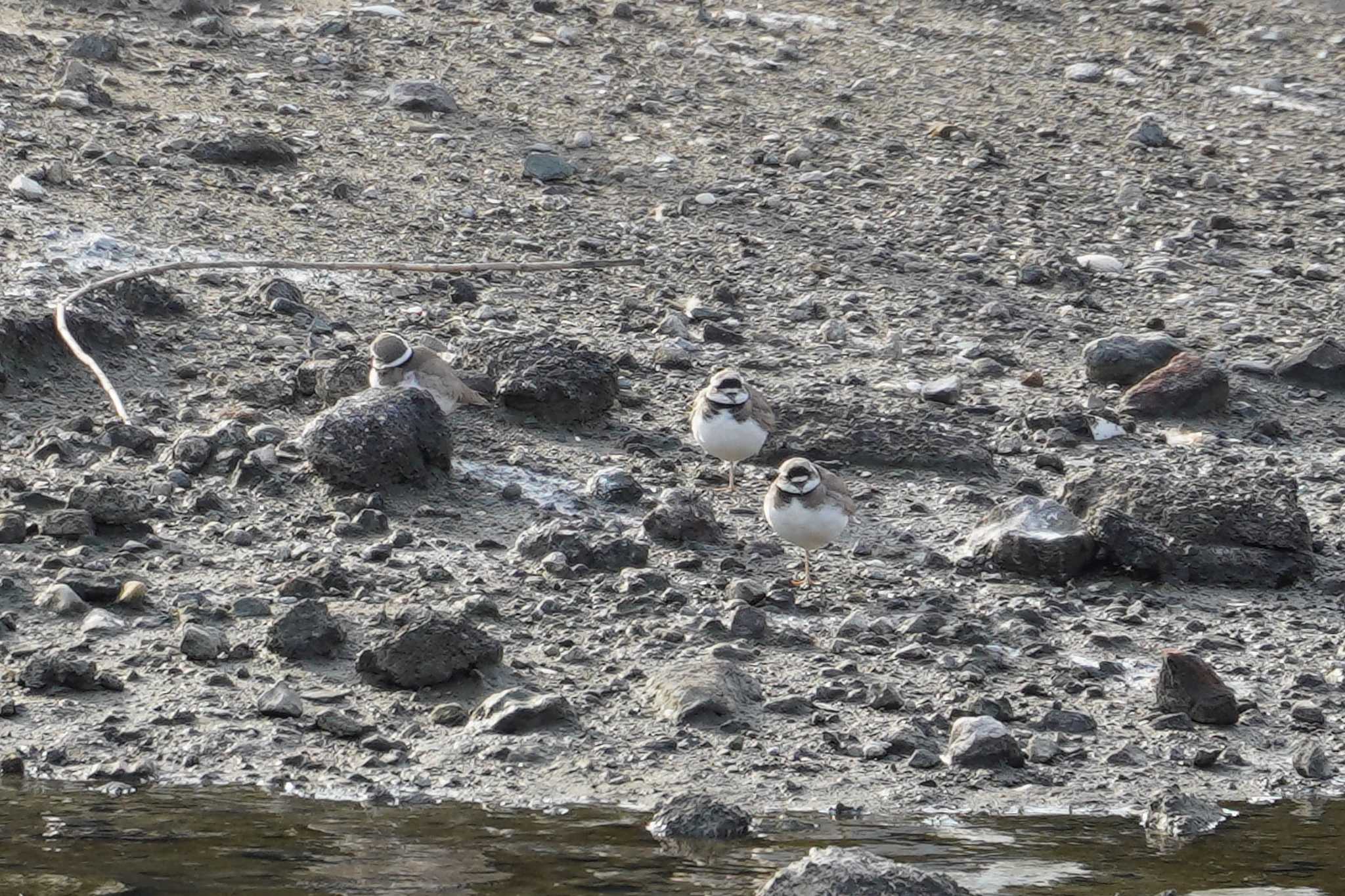 Photo of Long-billed Plover at Nagahama Park by sinbesax