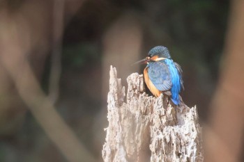 Common Kingfisher 六甲山トゥエンティクロス Fri, 2/9/2024