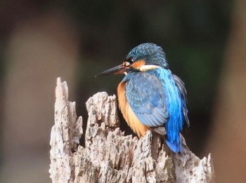 Common Kingfisher 六甲山トゥエンティクロス Fri, 2/9/2024