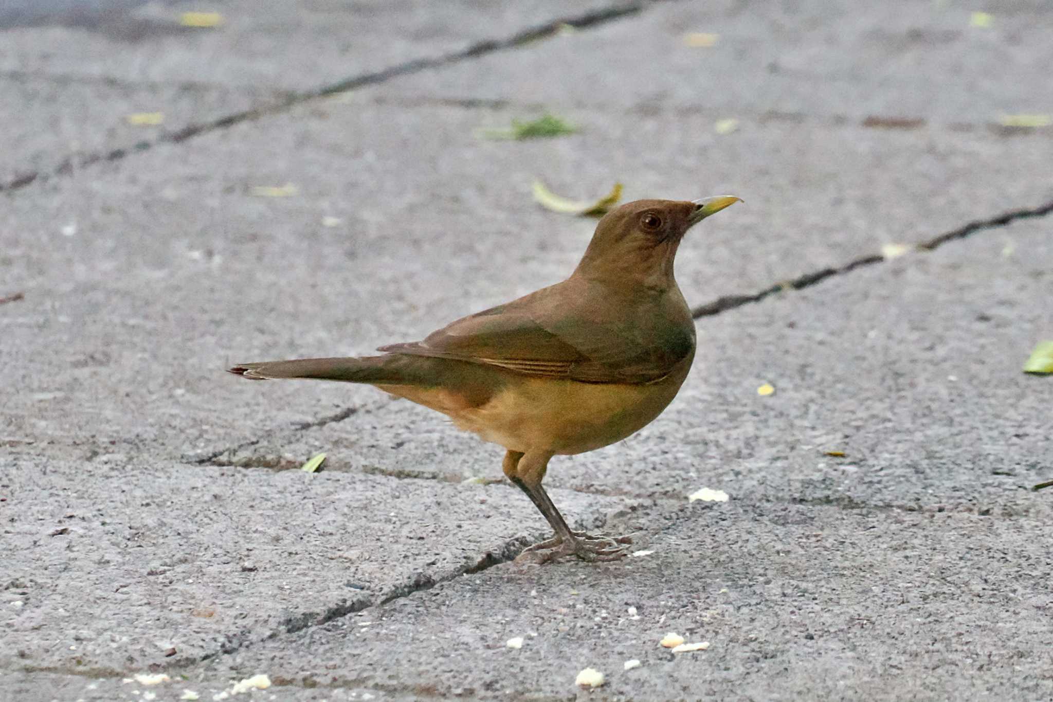 Photo of Clay-colored Thrush at Iglesia de San Gerado de Dota(Costa Rica) by 藤原奏冥