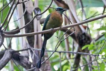 Amazonian Motmot Iglesia de San Gerado de Dota(Costa Rica) Thu, 2/8/2024