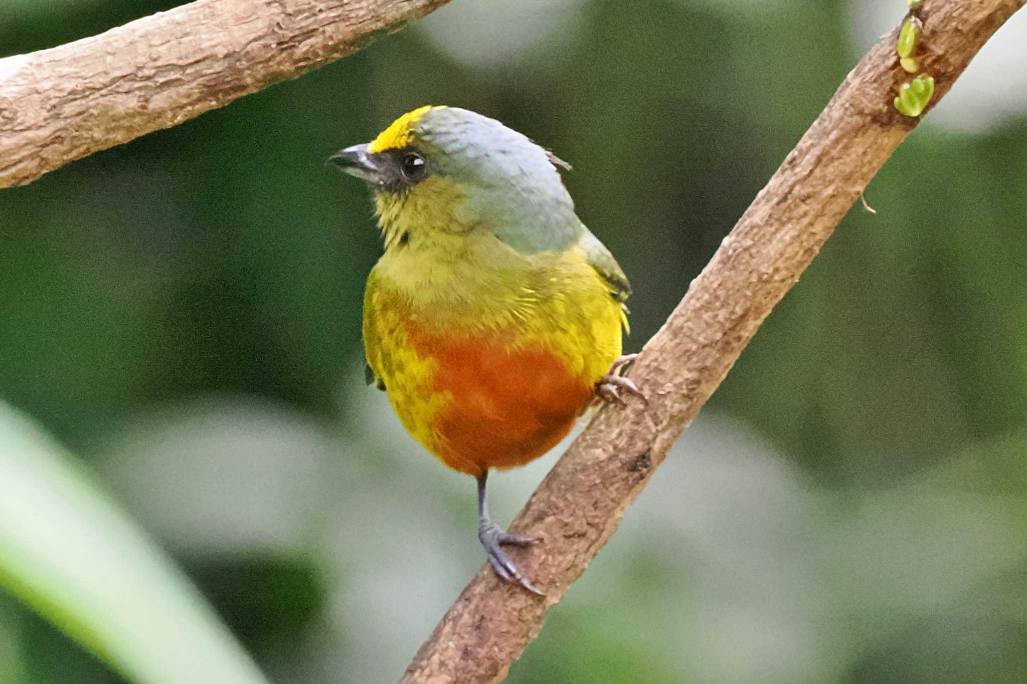 Photo of Olive-backed Euphonia at Iglesia de San Gerado de Dota(Costa Rica) by 藤原奏冥