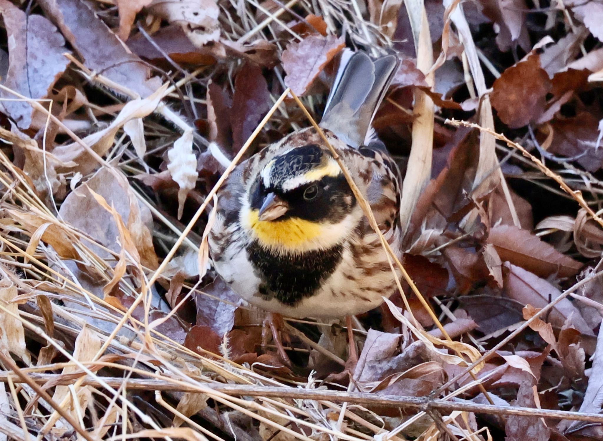 Yellow-throated Bunting