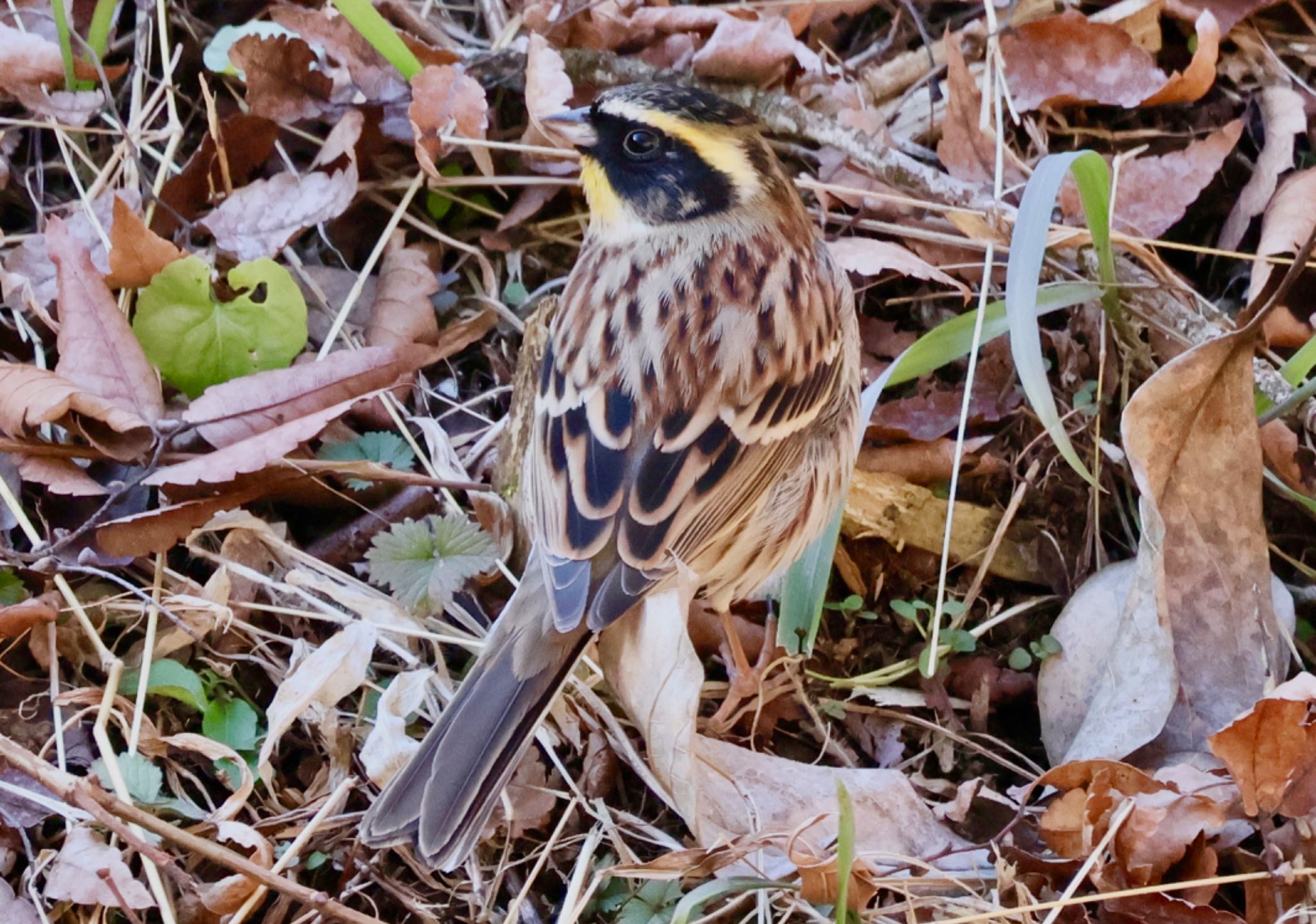 Yellow-throated Bunting