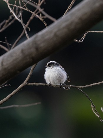 Long-tailed Tit 妙正寺公園 Thu, 2/8/2024