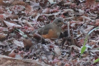 Brown-headed Thrush 大町自然観察園 Sat, 2/3/2024