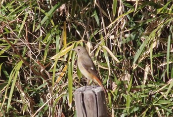 Daurian Redstart 東京都立桜ヶ丘公園(聖蹟桜ヶ丘) Sat, 2/3/2024