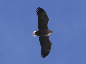 White-tailed Eagle 旭川 神楽岡公園 Tue, 1/30/2024