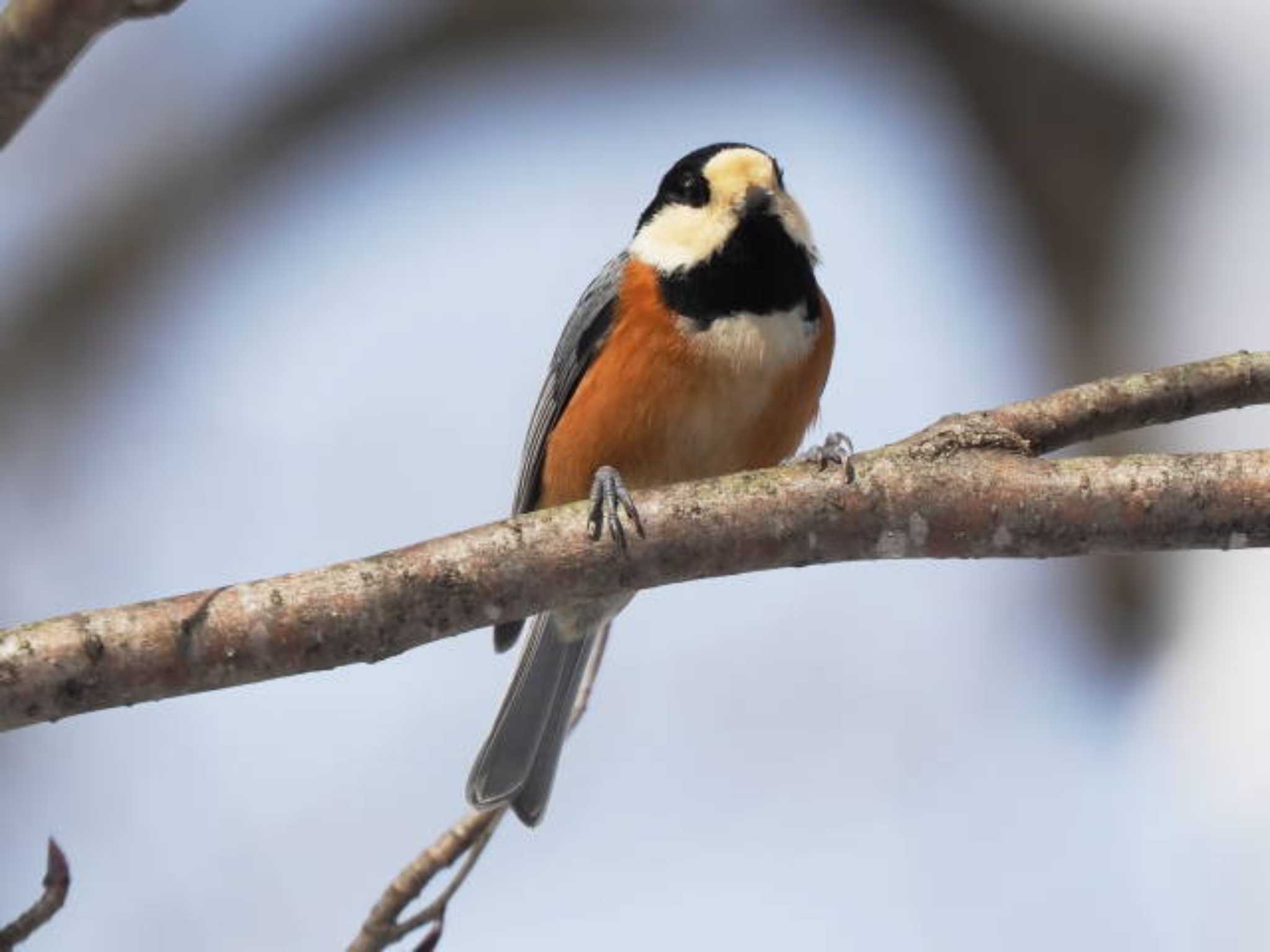 Varied Tit