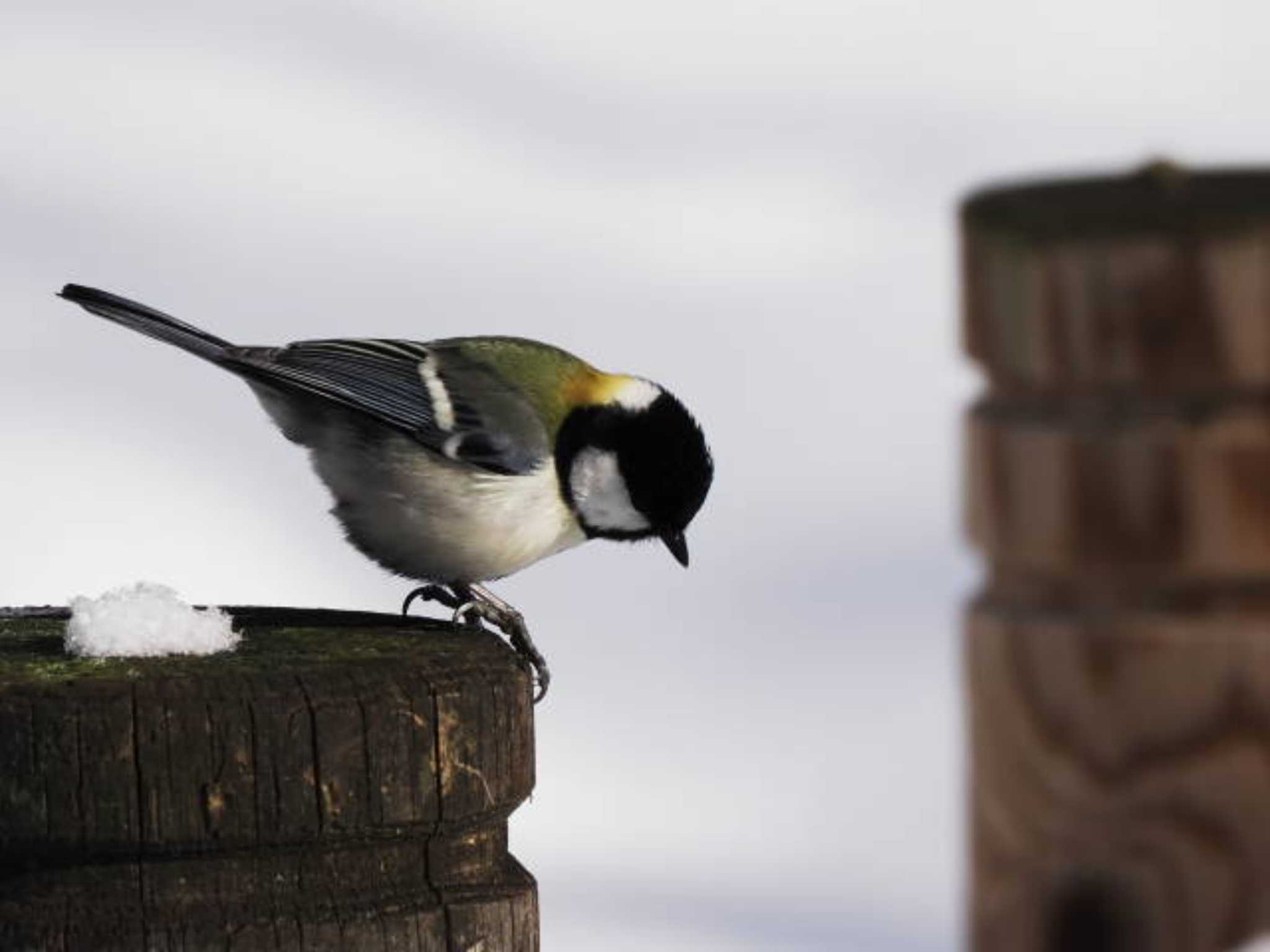 Japanese Tit