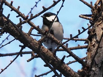 Mon, 1/29/2024 Birding report at 帯広農業高校・帯広畜産大学周辺