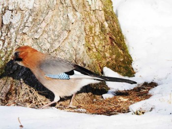 Eurasian Jay(brandtii) 帯広農業高校・帯広畜産大学周辺 Mon, 1/29/2024