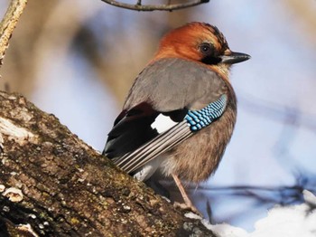 Eurasian Jay(brandtii) 帯広農業高校・帯広畜産大学周辺 Mon, 1/29/2024