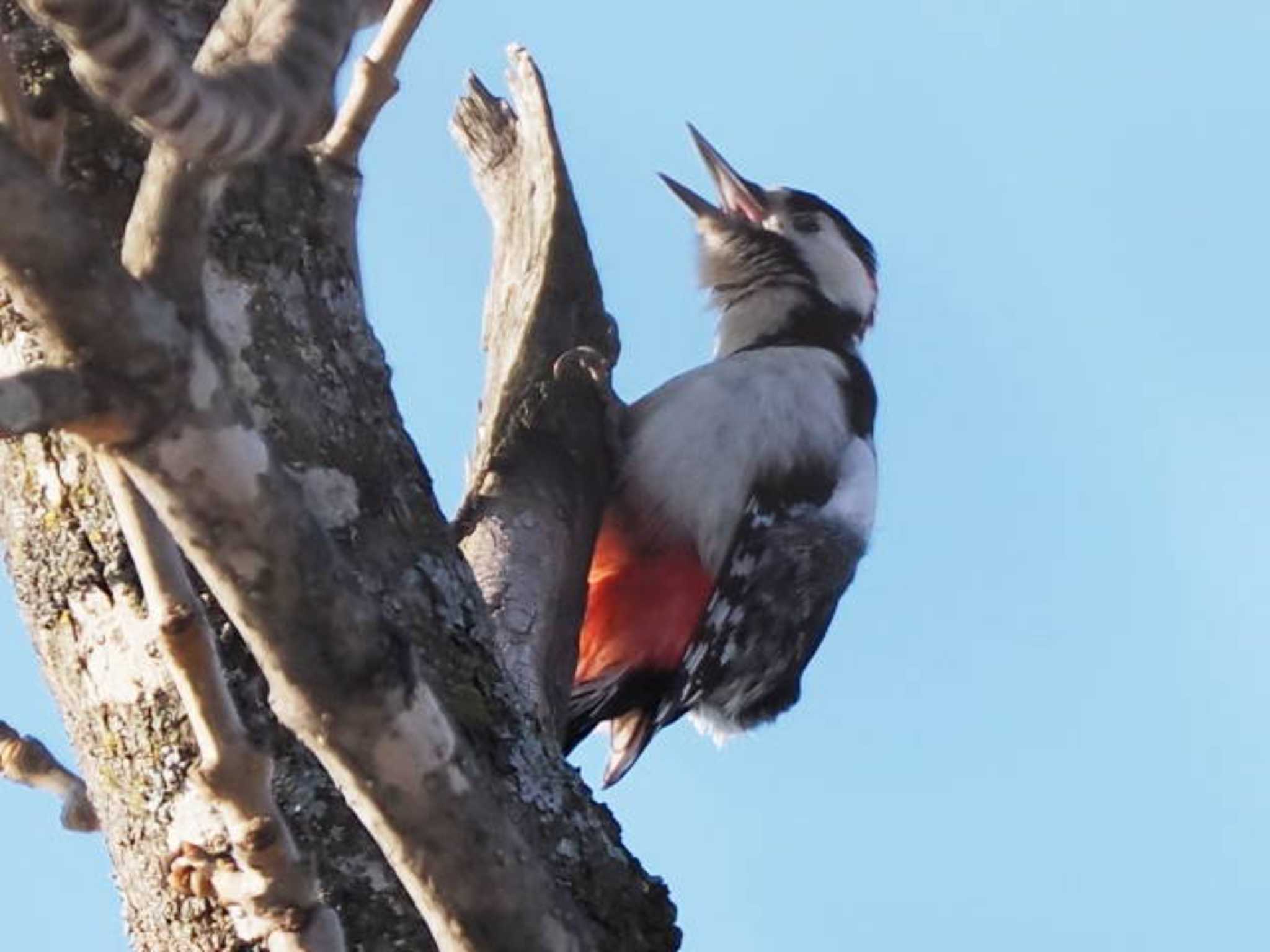 Great Spotted Woodpecker