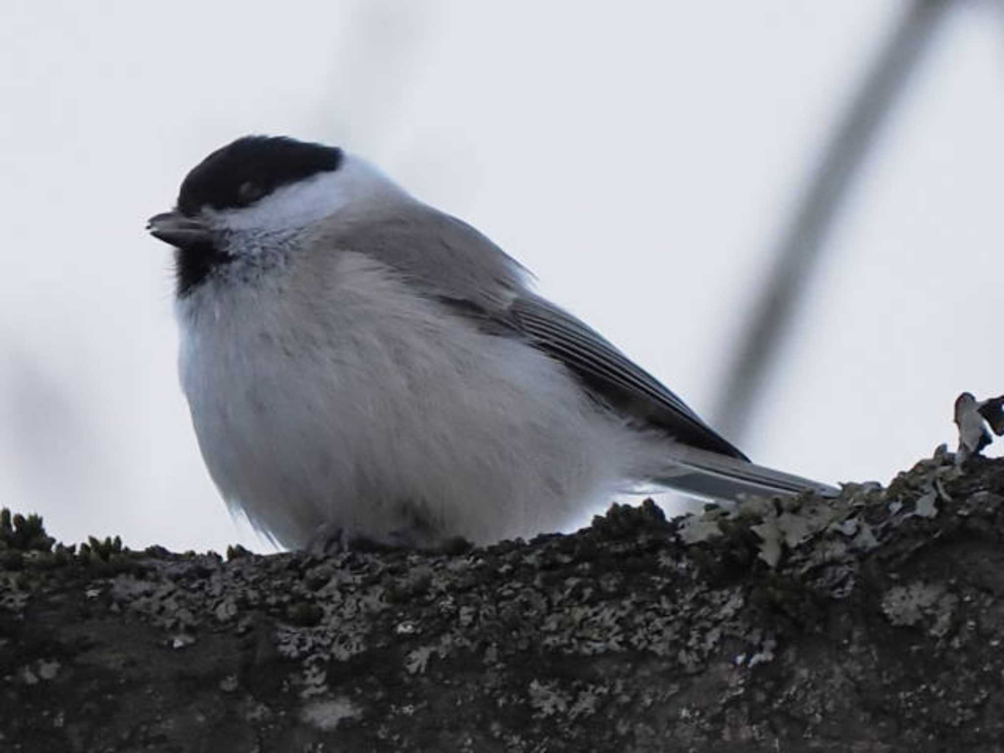 Marsh Tit