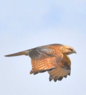 Eastern Buzzard Kasai Rinkai Park Fri, 2/9/2024