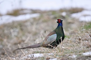 Green Pheasant 関東地方 Fri, 2/9/2024