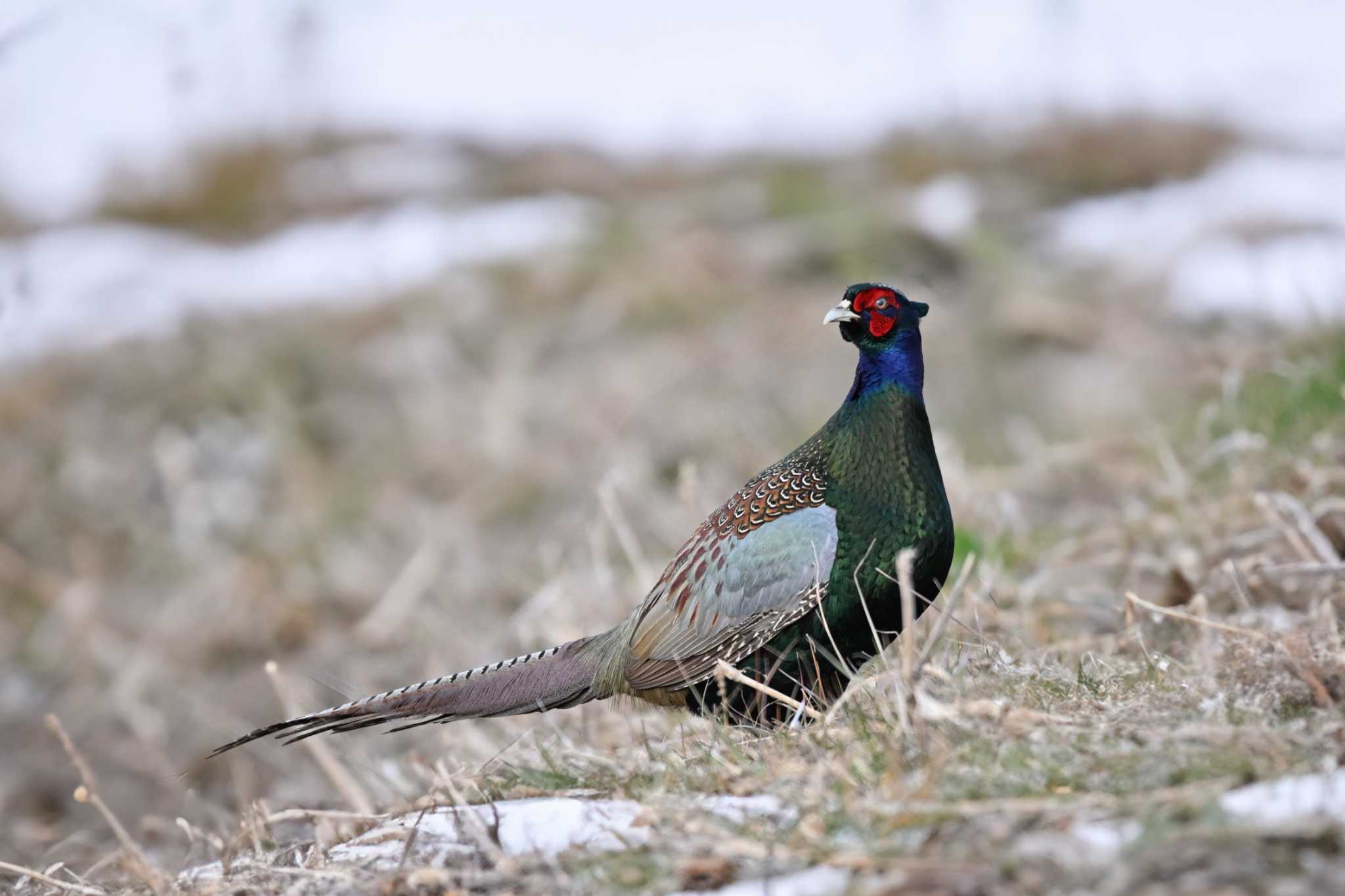 Photo of Green Pheasant at 関東地方 by Yokai