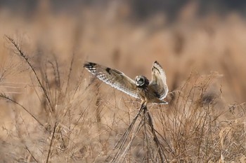 Short-eared Owl 関東地方 Fri, 2/9/2024