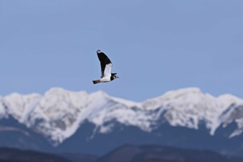 Northern Lapwing 関東地方 Fri, 2/9/2024