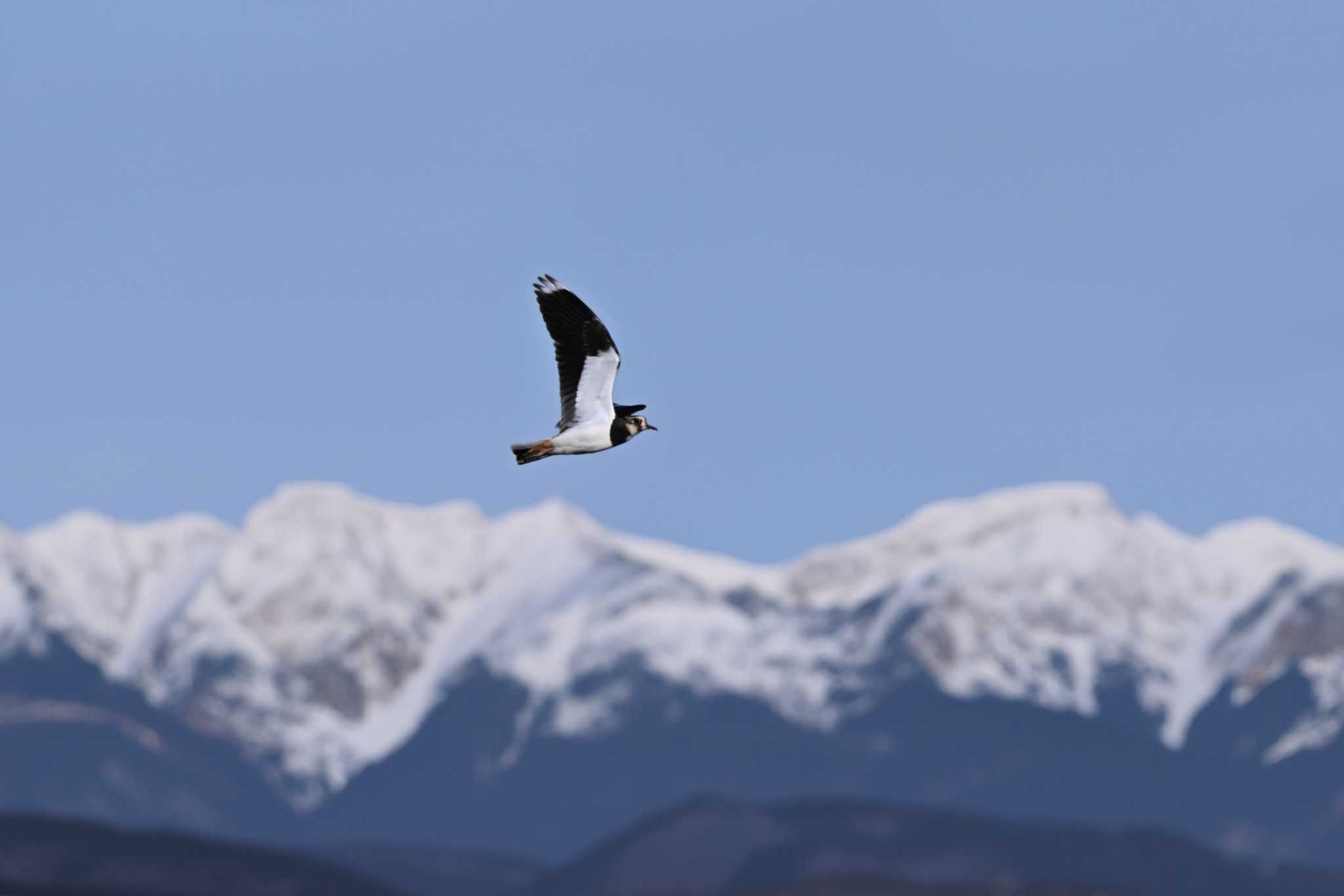 Photo of Northern Lapwing at 関東地方 by Yokai