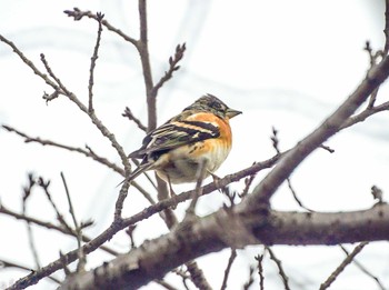 Brambling 泉の森公園 Fri, 2/9/2024