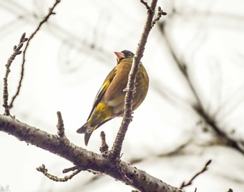 Grey-capped Greenfinch 泉の森公園 Fri, 2/9/2024