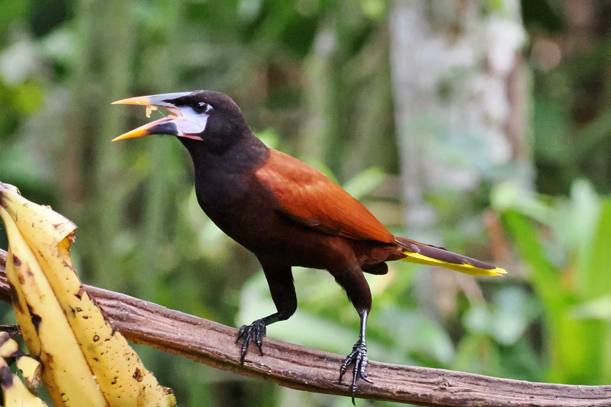 San Gerardo De Dota (Costa Rica) オオツリスドリの写真 by 藤原奏冥