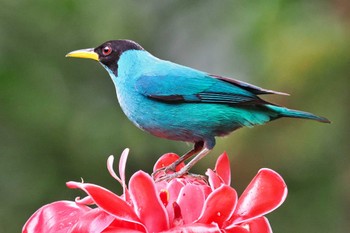 Green Honeycreeper San Gerardo De Dota (Costa Rica) Fri, 2/9/2024