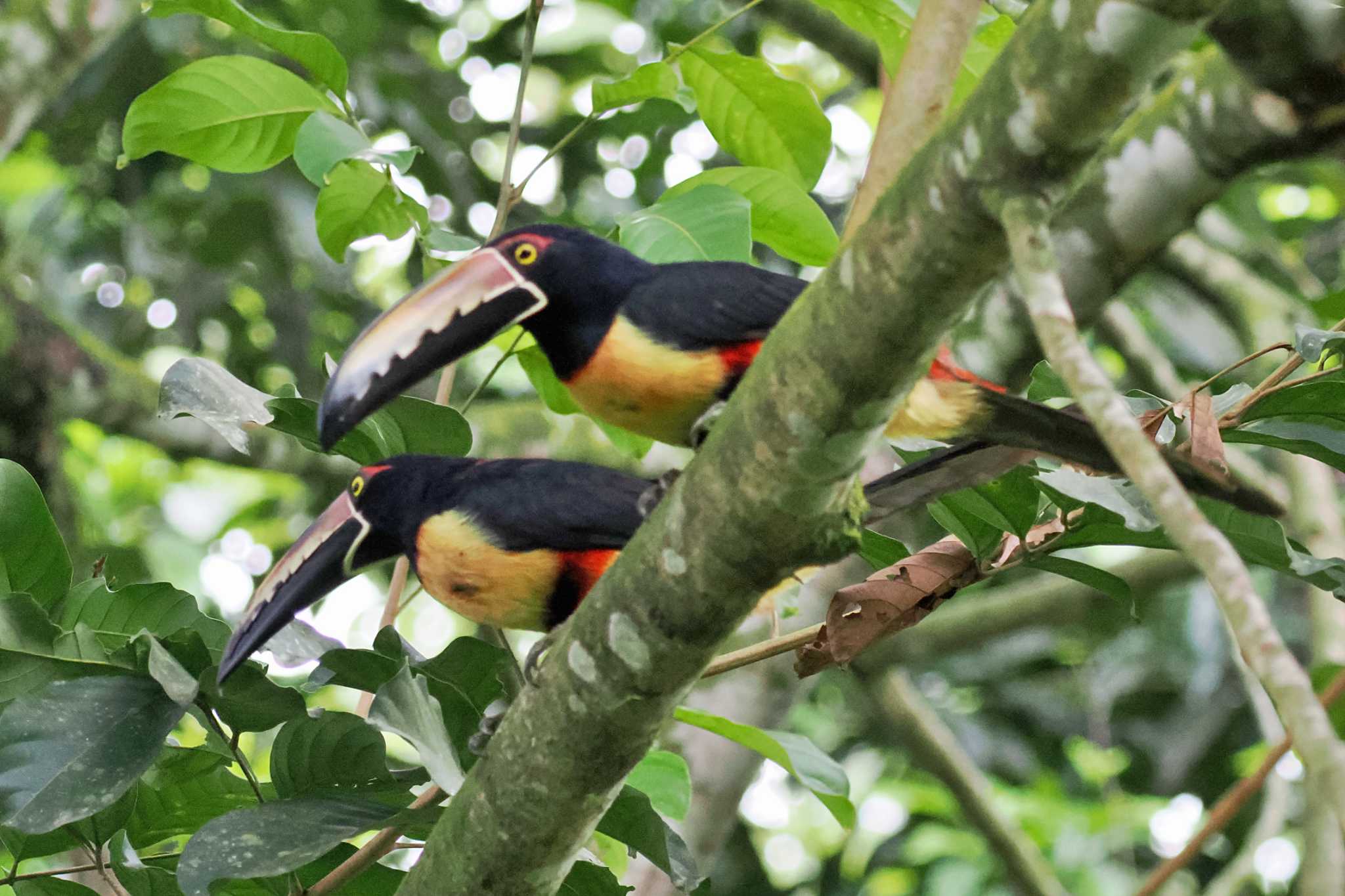 Photo of Collared Aracari at San Gerardo De Dota (Costa Rica) by 藤原奏冥