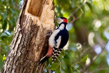 Great Spotted Woodpecker 秋ヶ瀬公園(ピクニックの森) Fri, 2/9/2024