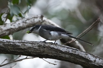 Ashy Minivet Mizumoto Park Fri, 2/9/2024