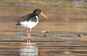 Eurasian Oystercatcher 高松干潟(四日市) Wed, 2/7/2024