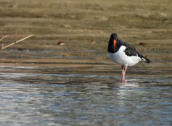 Eurasian Oystercatcher 高松干潟(四日市) Wed, 2/7/2024