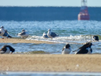 Common Gull 高松干潟(四日市) Wed, 2/7/2024