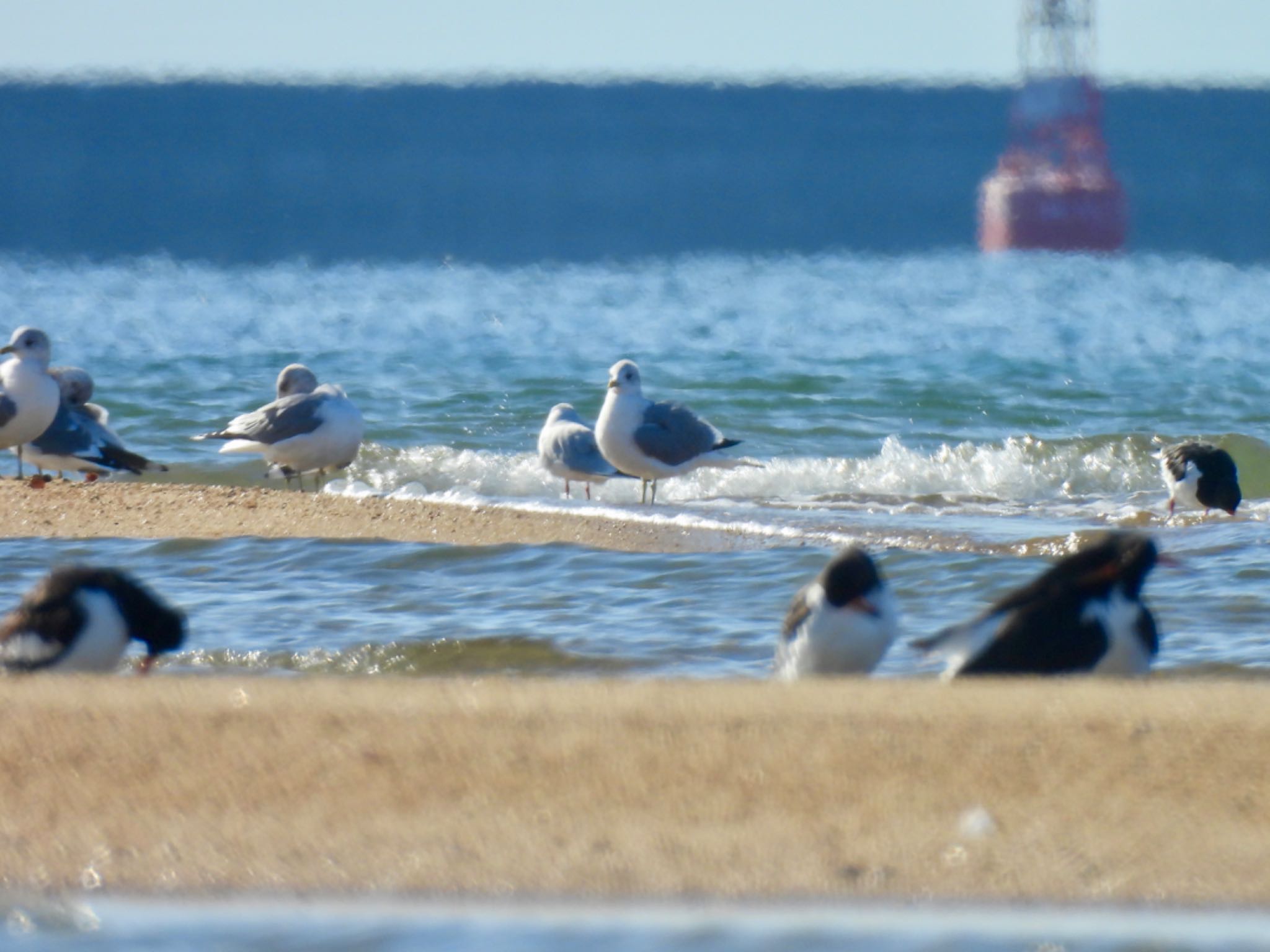 Photo of Common Gull at 高松干潟(四日市) by ちか