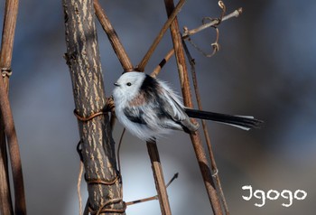 Long-tailed tit(japonicus) Makomanai Park Sun, 1/28/2024