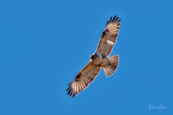 Eastern Buzzard 涸沼 Sat, 12/23/2023