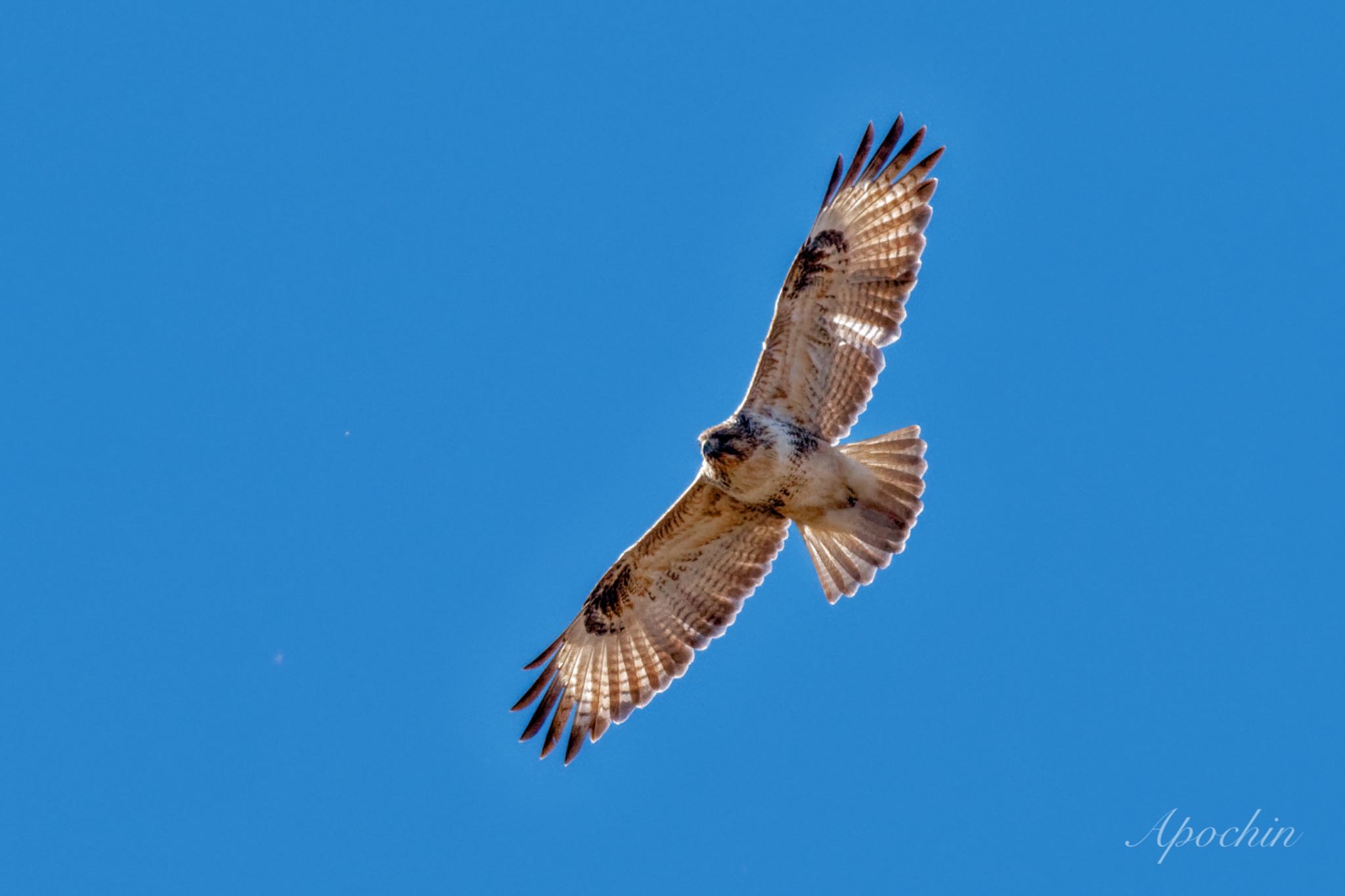 Photo of Eastern Buzzard at 涸沼 by アポちん